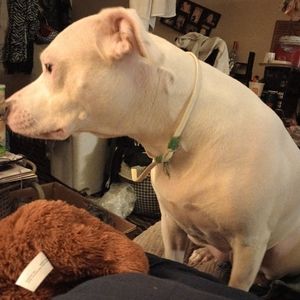 Meet your Posher, Nikki jean